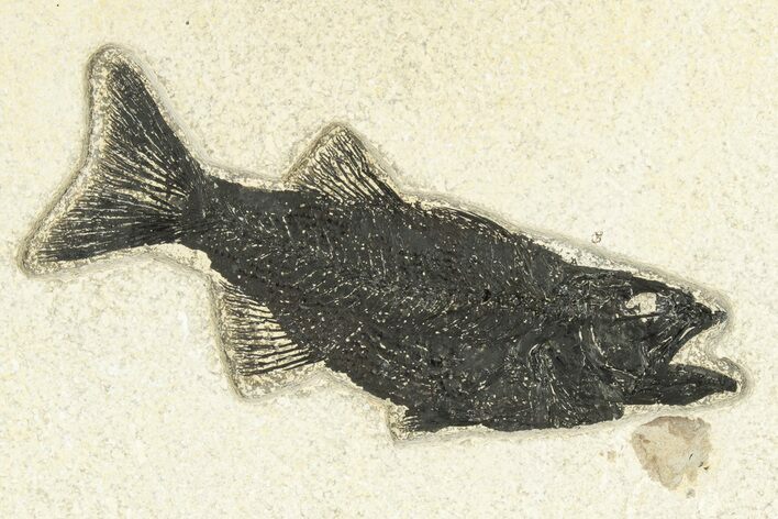 Uncommon Fish Fossil (Mioplosus) - Wyoming #251861